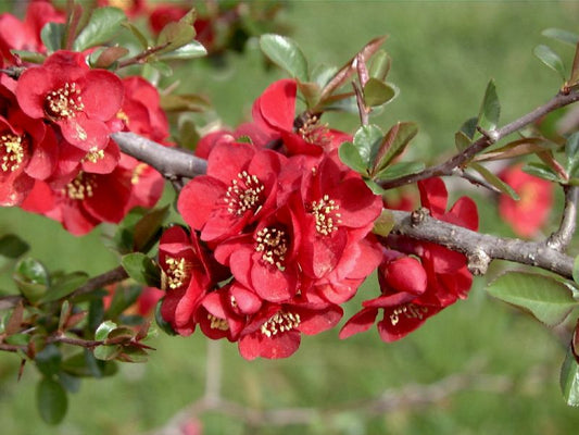 Chaenomeles 'Hollandia' - Zierquitte 'Hollandia'