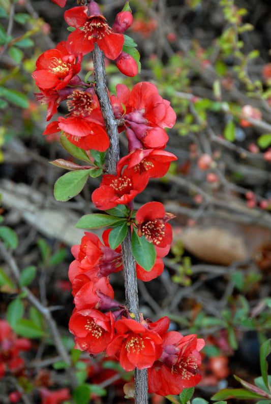 Chaenomeles 'Nicoline' - Zierquitte 'Nicoline'