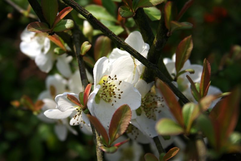 Chaenomeles 'Nivalis' - Zierquitte 'Nivalis'
