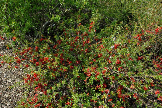 Chaenomeles 'Orange Star' - Zierquitte 'Orange Star'