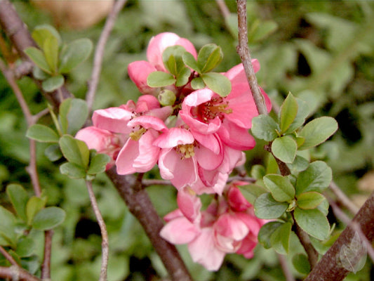 Chaenomeles 'Pink Lady' - Zierquitte 'Pink Lady'