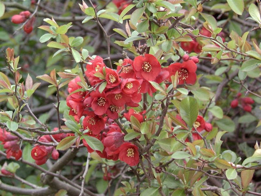Chaenomeles 'Red Joy' - Zierquitte 'Red Joy'