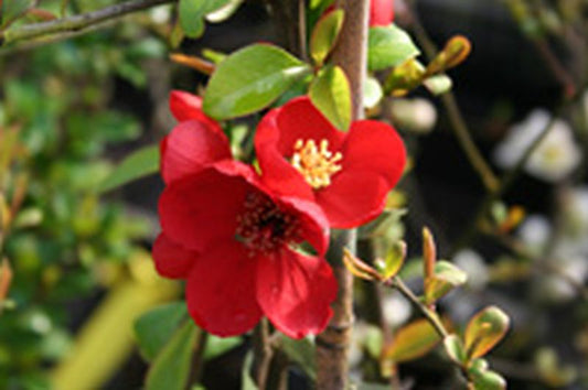 Chaenomeles 'Andenken an Carl Ramcke' - Zierquitte / Scheinquitte 'Andenken an Carl Ramcke'