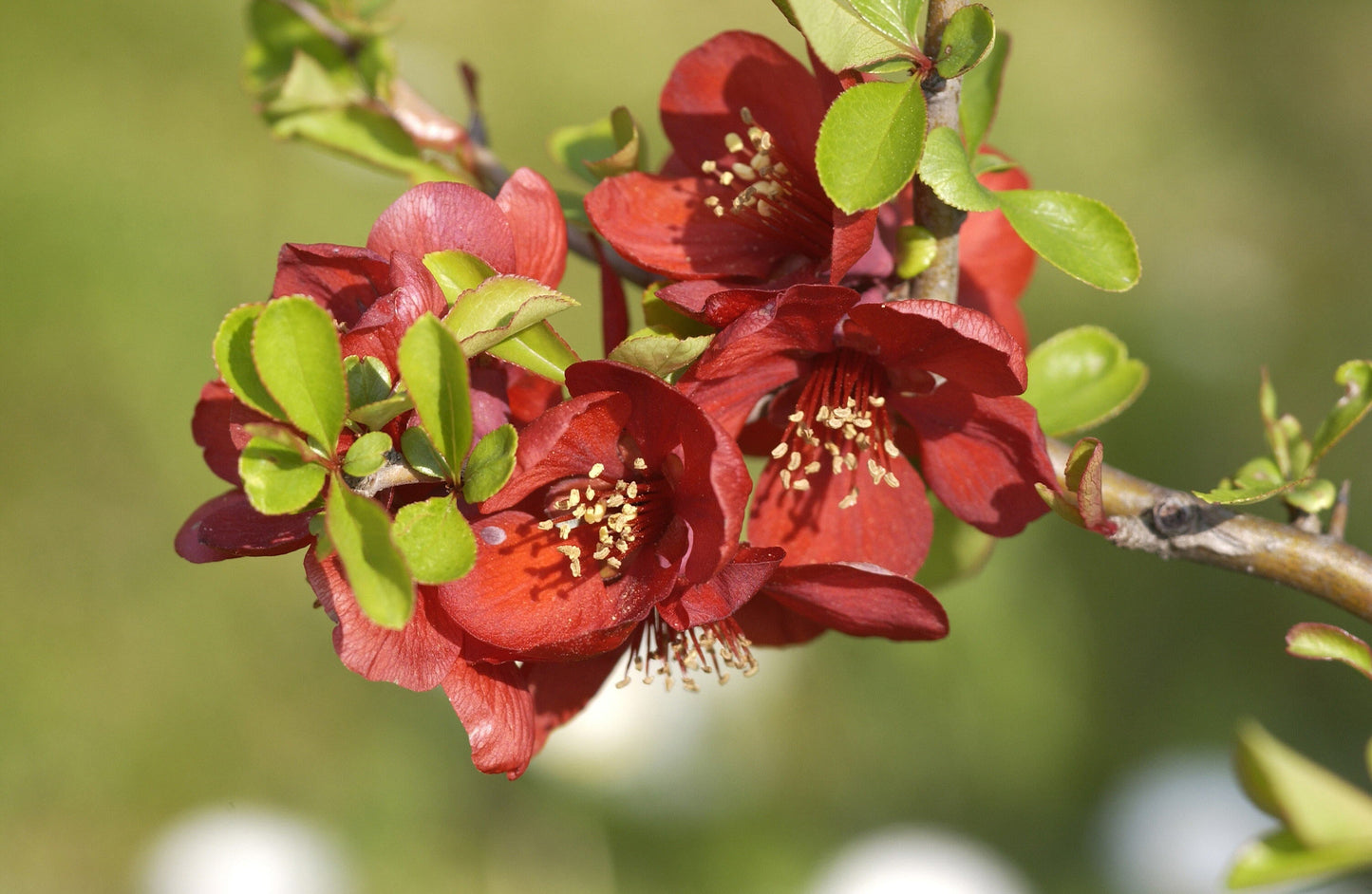 Chaenomeles 'Crimson and Gold' - Zierquitte / Scheinquitte 'Crimson and Gold'