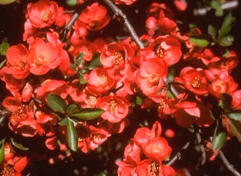 Chaenomeles 'Etna' - Zierquitte / Scheinquitte 'Etna'