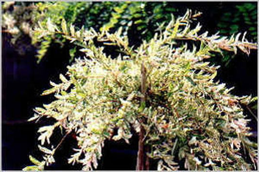 Salix integra 'Hakuro Nishiki' - Zierweide 'Hakuro Nishiki' / Harlekinweide