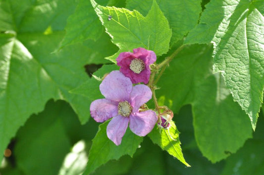 Rubus odoratus - Zimthimbeere