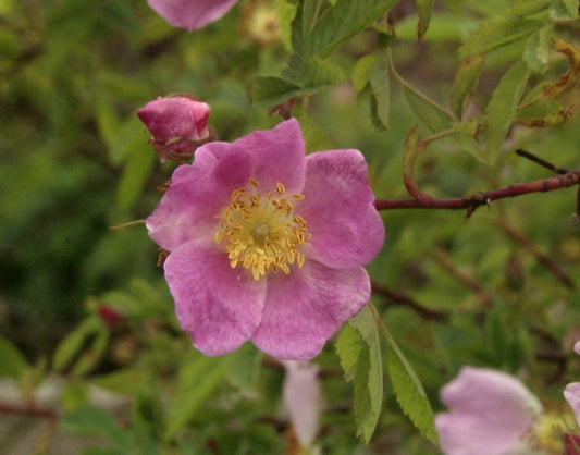 Rosa majalis - Zimtrose