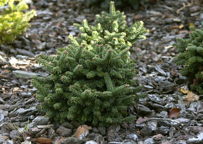 Abies balsamea 'Piccolo' - Zwerg-Balsamtanne 'Piccolo'