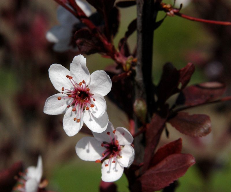 Prunus cistena CAC - Zwerg-Blutpflaume