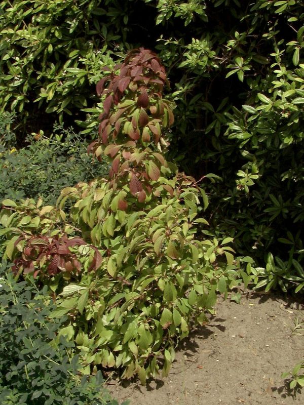 Viburnum farreri 'Nanum' - Zwerg-Duftschneeball 'Nanum'