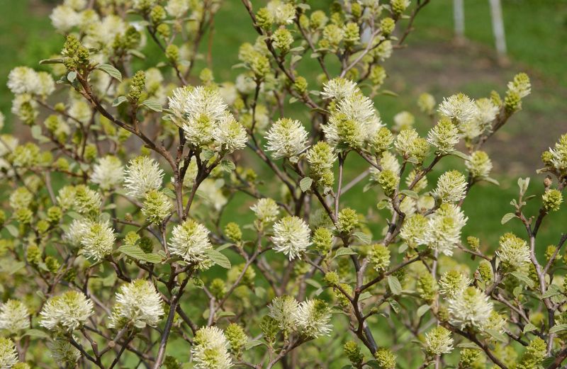 Fothergilla gardenii - Zwerg-Federbuschstrauch