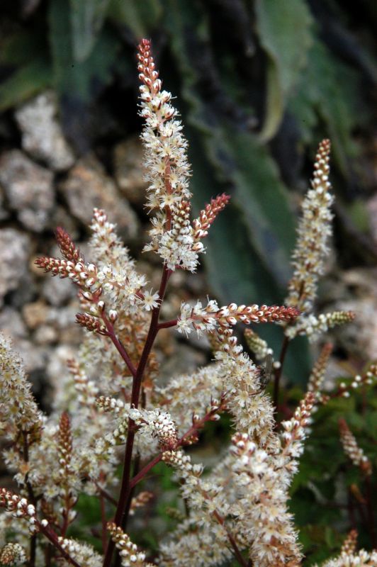 Aruncus aethusifolius - Zwerg-Geißbart