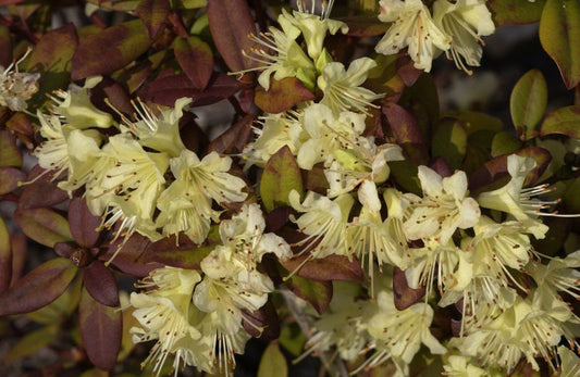Rhododendron hanceanum 'Princess Anne' - Zwergalpenrose 'Princess Anne'