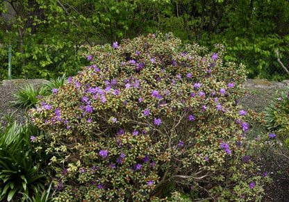Rhododendron hanceanum 'Shamrock' - Zwergalpenrose 'Shamrock'