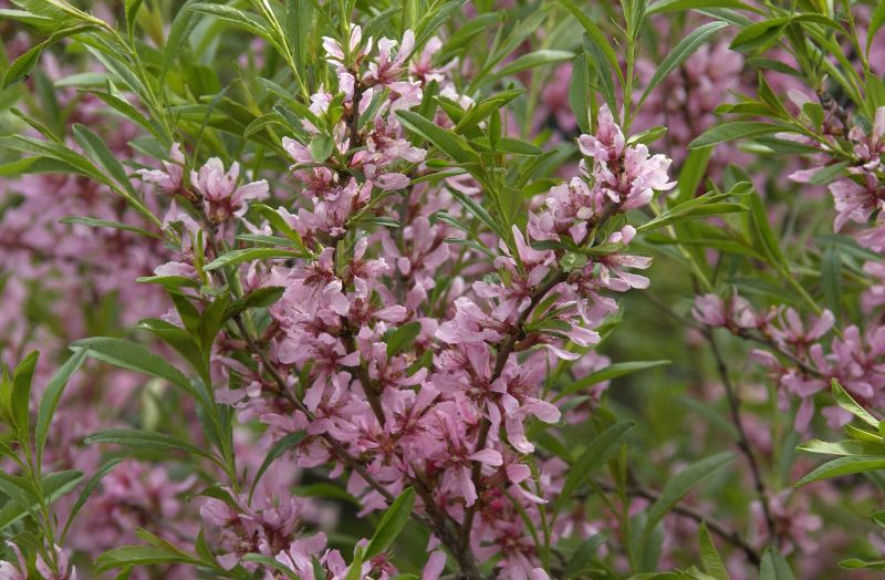 Prunus tenella 'Fire Hill' CAC - Zwergmandel 'Fire Hill'