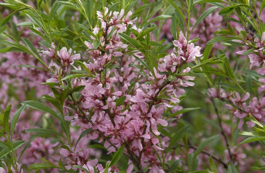Prunus tenella 'Fire Hill' CAC - Zwergmandel 'Fire Hill'