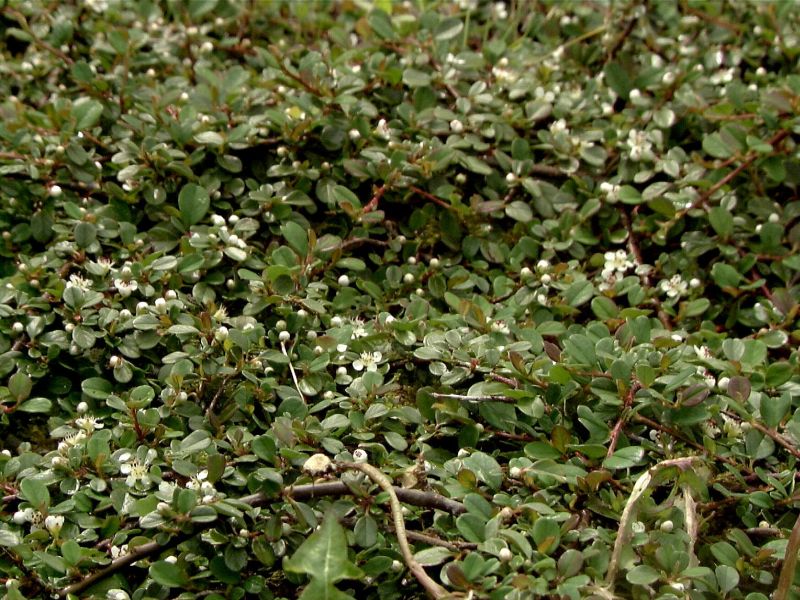Cotoneaster procumbens 'Queen of Carpets' - Zwergmispel 'Queen of Carpets'