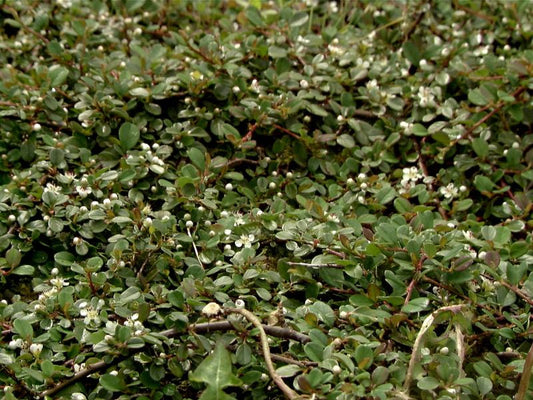 Cotoneaster procumbens 'Queen of Carpets' - Zwergmispel 'Queen of Carpets'
