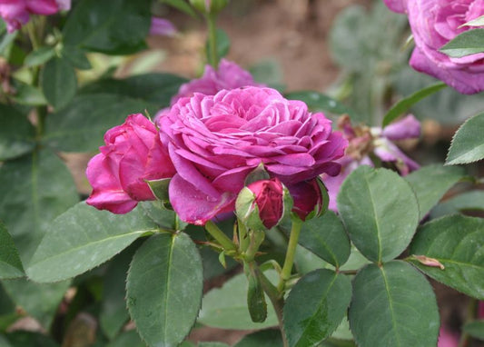 Rosa 'Heidi Klum-Rose' ® Z - Zwergrose 'Heidi Klum-Rose' ®
