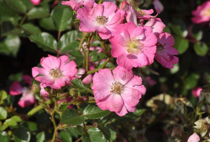 Rosa 'Lupo' ® Z - Zwergrose 'Lupo' ® ADR-Rose