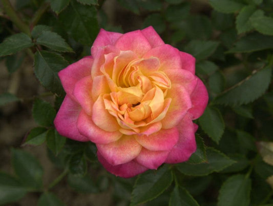 Rosa 'Mandarin' ® Z - Zwergrose 'Mandarin' ®
