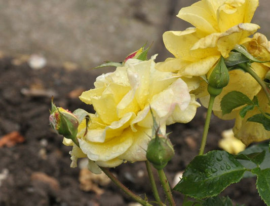 Rosa 'Sonnenröschen' ® Z - Zwergrose 'Sonnenröschen' ® ADR-Rose