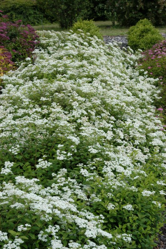 Spiraea decumbens - Zwergspiere