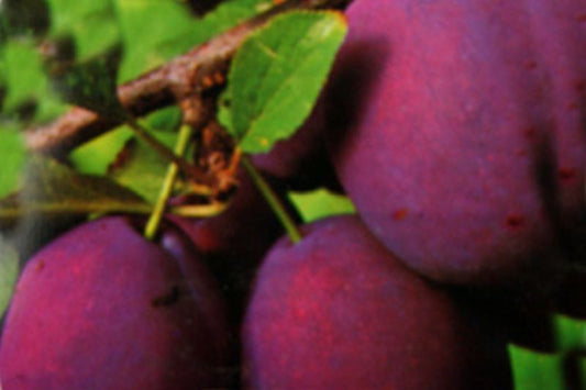 Prunus domestica 'Bühler Frühzwetsche' CAC - Zwetsche 'Bühler Frühzwetsche' mittelfrüh (Stämmchen)
