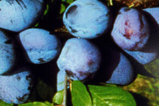 Prunus domestica 'Jojo' -S- zert.vf - Zwetsche 'Jojo' -S-