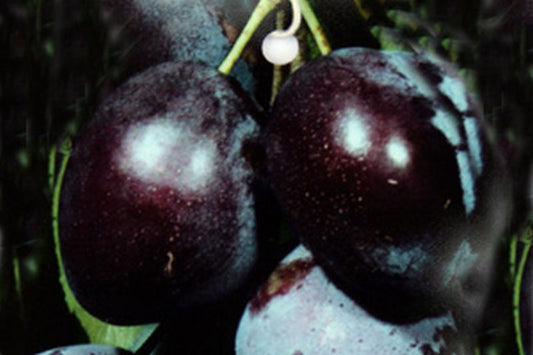 Prunus domestica 'Wangenhm. Frühzwetsche' CAC - Zwetschge 'Wangenheimer Frühzwetsche'