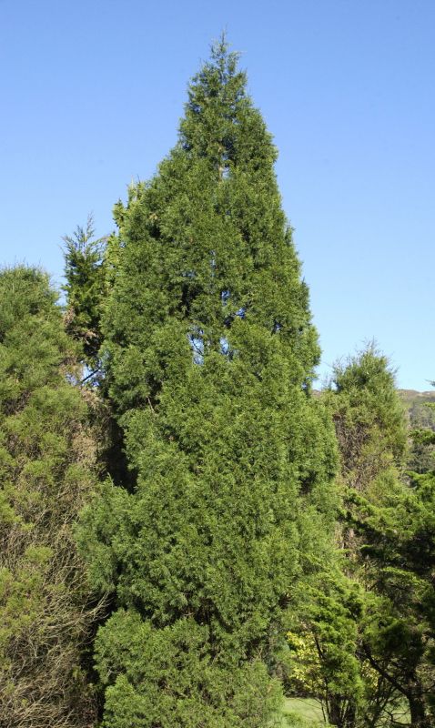 Juniperus chin.'Spartan' - Zypressen-Wacholder 'Spartan'