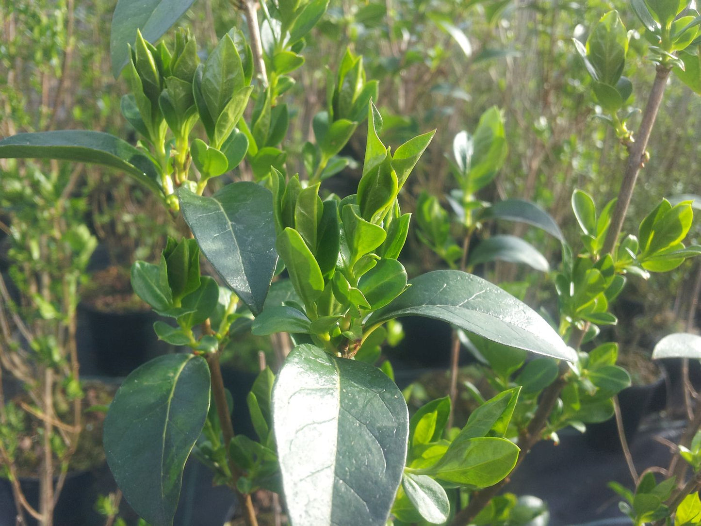 Ligustrum ovalifolium - Ovalblättriger Liguster